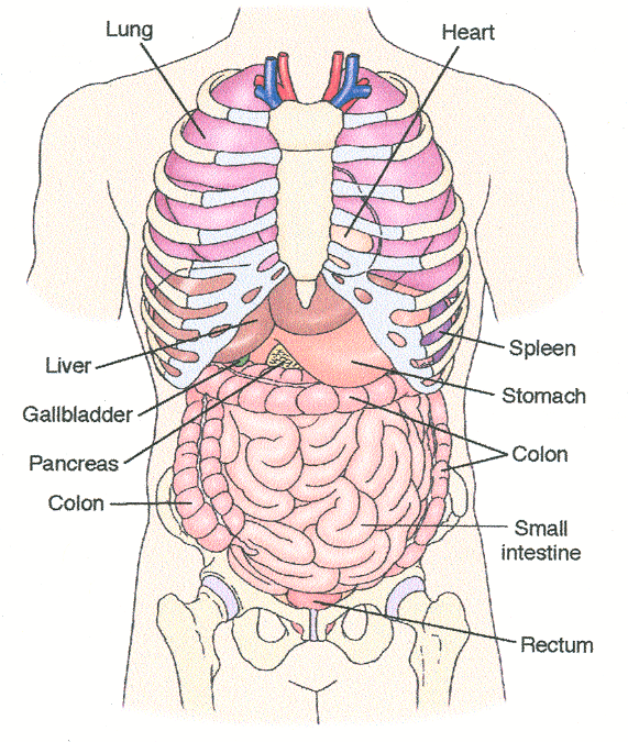 Human Body Illustration