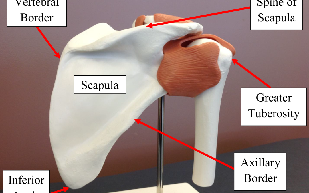 Importance of Shoulder Palpation