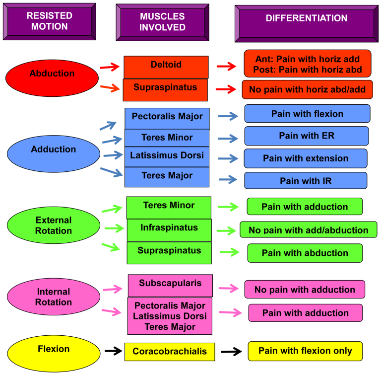 Anatomy is the Root of Differential Diagnosis iOrtho+®
