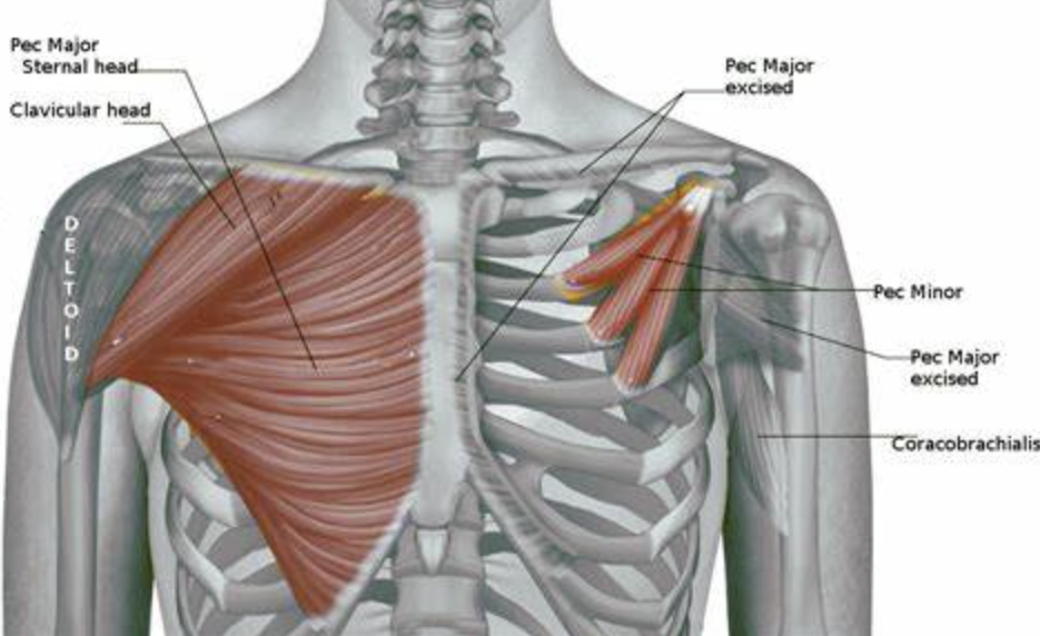 Quantifying Pectoralis Muscle Tightness